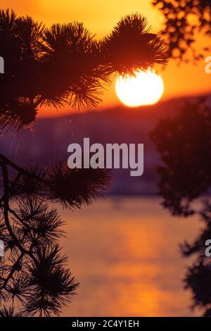 Silhouette von Kiefer und schönen Sonnenuntergang an der kroatischen Küste der Adria im Hintergrund. Urlaub, Tourismus und Optimismus Konzepte. Stockfoto