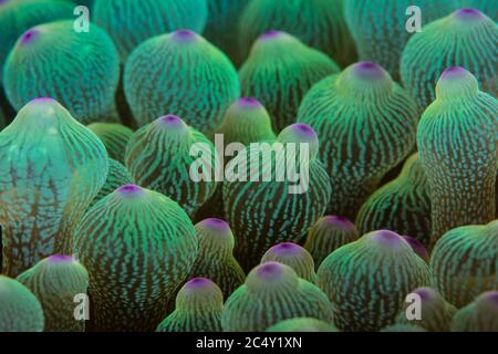 Detail der Tentakeln auf einer Anemone, Entacmaea quadricolor, auf einem Riff in der Lembeh Strait, Indonesien. Dieses farbenfrohe Tier beherbergt oft Anemonefische. Stockfoto