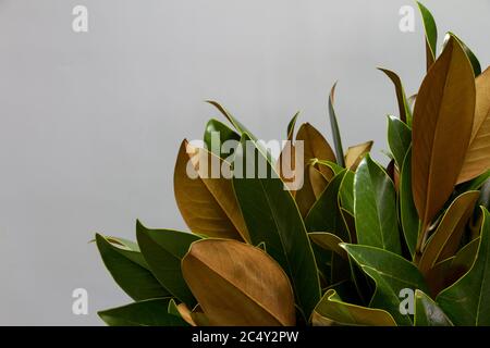 Nahaufnahme Bouquet von frischen grünen und braunen Magnolienblättern auf grauem Hintergrund, selektiver Fokus Stockfoto