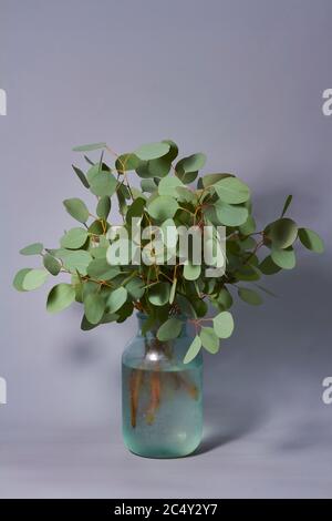 Zweige von Eukalyptus in Vase auf Tisch auf grauem Hintergrund. Einrichtung im Haus. Blog, Website oder Social Media Konzept. Stockfoto