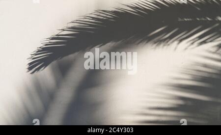 Der Schatten eines Palmenhintergrunds Stockfoto