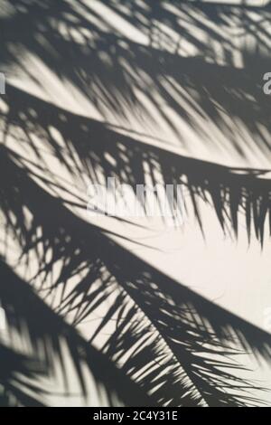 Der Schatten eines Palmenhintergrunds Stockfoto