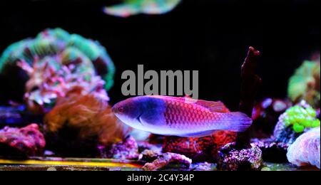 Blue Face Lippfische im Aquarium Stockfoto