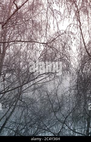 Winterzweige Stockfoto