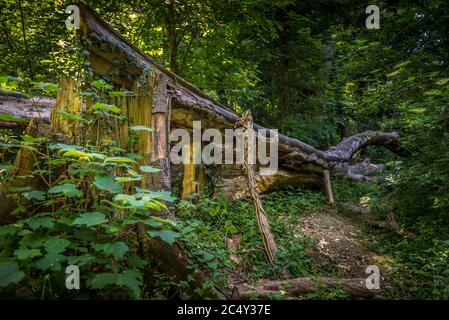 Ein hoher Baum, vom Wind gefällt und vom Alter geschwächt liegt verfaulend in einem Wald Stockfoto