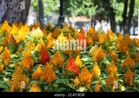 Gelb orange Blumen im Park rund um das Grün Stockfoto