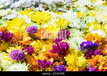 Schöne herbstliche lila und gelben Blumen Hintergrund. Bunte Chrysantheme Blumen. Blick von oben Stockfoto
