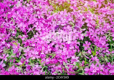 Schöne rosa Blüten Phlox subulata in einem sonnigen Garten. Frühlingsblume. Weicher selektiver Fokus Stockfoto