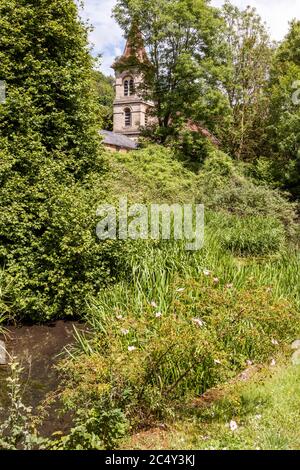 Wilde Rosen wachsen am Ufer der stillstehenden Themse und Severn Canal unterhalb der Christ Church in Chalford, Gloucestershire Großbritannien Stockfoto