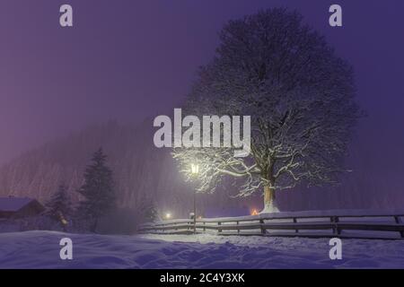 Schöner Ahornbaum (Acer pseudoplatanus) bei verschneiten Winternächten in einem österreichischen Dorf (Filzmoos, Kreis Salzburg) Stockfoto