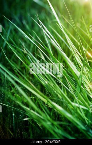 Lange grüne Gras Nahaufnahme Hintergrund Stockfoto