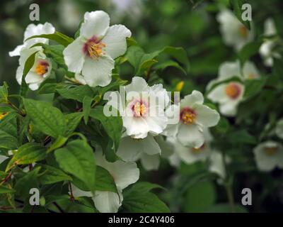 Weiße Blüten auf einem imitierten Orangenstrauch, Philadelphus Belle Etoile Stockfoto