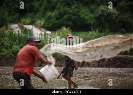 Kathmandu, Nepal. Juni 2020. Bauern feiern das National Paddy Day Festival in Kathmandu, Nepal, 29. Juni 2020. Quelle: Sulav Shrestha/Xinhua/Alamy Live News Stockfoto