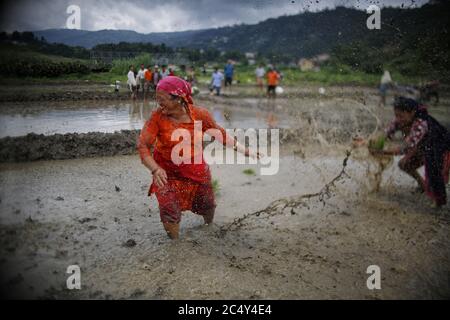 Kathmandu, Nepal. Juni 2020. Bauern feiern das National Paddy Day Festival in Kathmandu, Nepal, 29. Juni 2020. Quelle: Sulav Shrestha/Xinhua/Alamy Live News Stockfoto