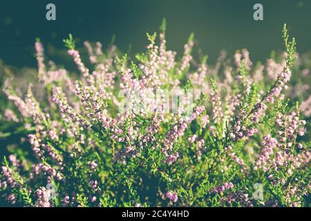 Wald gemeine Heidekraut Blumen blühen im Freien. Natur Sommer Hintergrund. Weichfokus, unscharf belonder Hintergrund. Speicherplatz kopieren Stockfoto