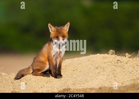 Im Sommer sitzt der Jungvogel auf Sand. Stockfoto