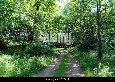 Ein einziger unbefestigte Weg führt in einen dichten Wald Stockfoto