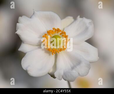 Sanftes Porträt einer einzelnen weißen Anemonblüte im Anemonenfeld im botanischen Garten Stockfoto