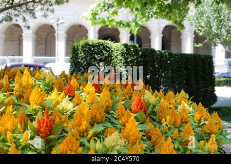 Gelb orange Blumen im Park rund um das Grün Stockfoto