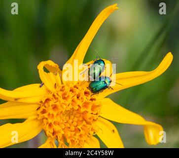 Makro von 2 grün schimmernden Käfer auf einer Arnika montana Blüte; pestizidfreies Umweltschutzkonzept Stockfoto