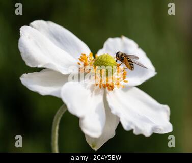 Makro einer Schwebefliege auf einer weißen Windblume (Anemone) Blüte mit verschwommenem Bokeh Hintergrund Stockfoto