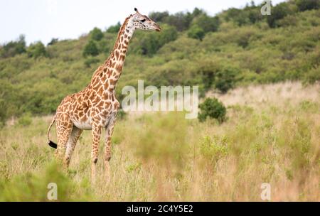 Eine Masai Giraffe in der kenianischen Savanne auf einer Wiese Stockfoto