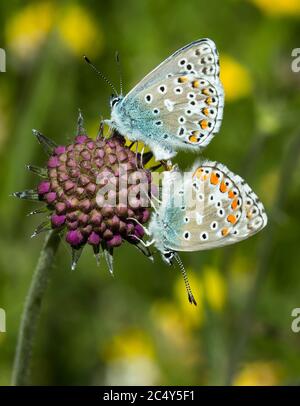 Nahaufnahme von gewöhnlichen blauen Schmetterlingen, die sich im Sommer auf einer Scabiosa-Blütenknospe auf einer Bergwiese paaren; Konzept zum Schutz der Biodiversität Stockfoto