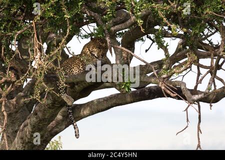 Ein Leopard liegt auf den Zweigen eines Baumes Stockfoto