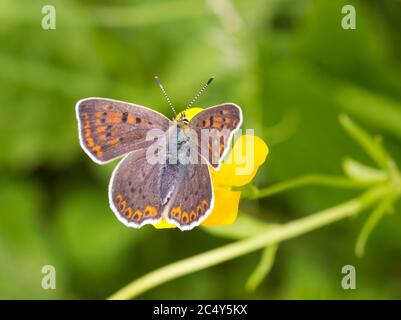 Makro eines weiblichen rußigen Kupferschmetterlings (lycaena tityrus) auf einer Ranunculus acris Blüte mit verschwommenem Bokeh Hintergrund; Stockfoto