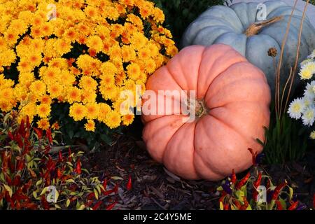 Helle Farben Herbst Saison Outdoor-Dekoration mit Chrysanthemen, Kürbisse und dekorative rote Chili-Pfeffer auf einem Boden als Teil der traditionellen amerikanischen Stockfoto