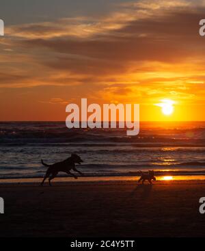 Hunde laufen am Sandstrand am Morgen während des wunderschönen Ozeanaufgangs in Rivazzurra (Rimini/Italien) Stockfoto