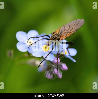 Makro einer Tanzfliege (empis tesselata) trinkender Nektar von Vergiss mich nicht blühen mit verschwommenem Hintergrund; Biodiversität Umweltschutz Konzept Stockfoto
