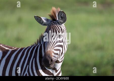 Die Nahaufnahme eines Zebras in einem Nationalpark Stockfoto