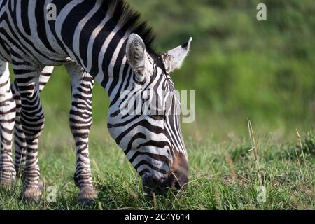 Die Nahaufnahme eines Zebras in einem Nationalpark Stockfoto