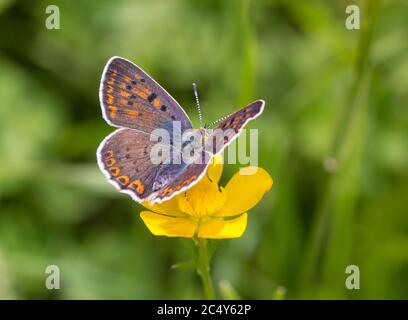 Makro eines weiblichen rußigen Kupferschmetterlings (lycaena tityrus) auf einer Ranunculus acris Blüte mit verschwommenem Bokeh Hintergrund; Stockfoto