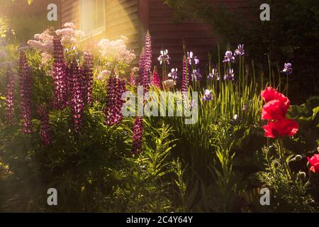 Gartenbett mit Sommerblumen in den Strahlen der untergehenden Sonne Stockfoto