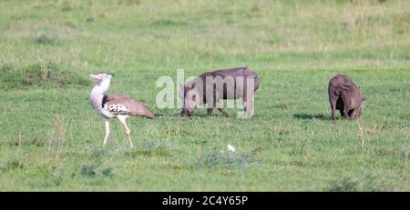 Die Familie der Warzenschweine im Gras der kenianischen Savanne Stockfoto