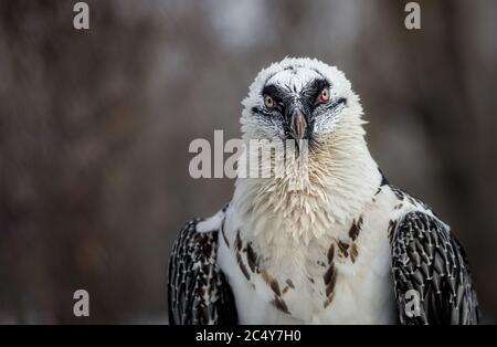 Porträt eines Bartgeiers (lat. Gypaetus barbatus). Stockfoto