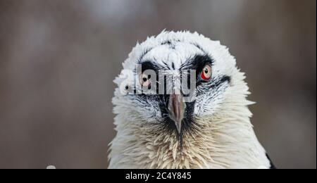 Porträt eines Bartgeiers (lat. Gypaetus barbatus). Stockfoto