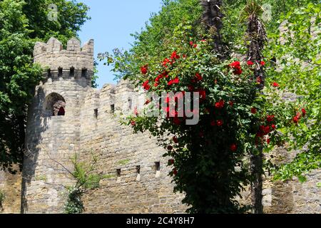 Rote Rosen umzingelten einen Baum um die Festung gegen den blauen Himmel Stockfoto