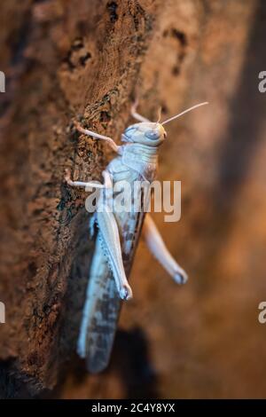 Die Wüstenheuschrecke (Schistocerca gregaria), Familie: Acrididae, periodisch wimmelndes kurzhörniges Heuschreckeninsekt Stockfoto