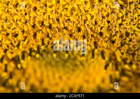 Nahaufnahme der Sonnenblume im Sommer. Stockfoto
