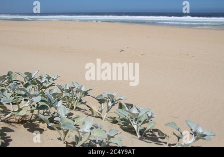 Strandpflanzen an einem breiten Sandstrand. In der Plettenberg Bay, am Indischen Ozean. Garden Route, Südafrika, Afrika. Stockfoto