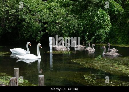 Eton Wick, Berkshire, Großbritannien. Juni 2020. Zwei mute Schwäne mit ihrer Familie von acht Cygnets sind gut auf einem Bach in Eton Wick, Windsor, Berkshire. Die jährliche Swan Upping Volkszählung der Schwäne, die normalerweise im Juli an der Themse stattfindet, wurde dieses Jahr aufgrund der Coronavirus Covid-19 Pandemie abgesagt. Quelle: Maureen McLean/Alamy Stockfoto