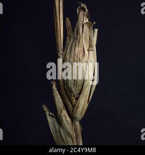 Verwelkte Maiskolben mit Blättern auf schwarzem Hintergrund Stockfoto