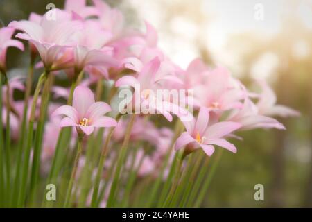 Blühende rosa Regenlilien im Garten Stockfoto