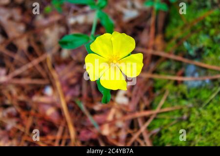 Halimium lasianthum subsp. Alyssoides (Lam.) Greuter gefunden in Marin, Galicien, Spanien Stockfoto