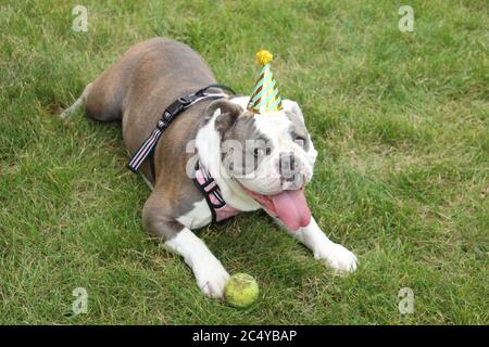 Englische Bulldogge trägt Geburtstagsmütze, auf Gras mit der Zunge aus liegen Stockfoto