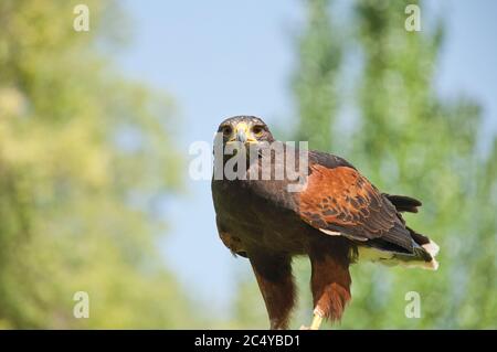 Blick auf Harris Hawk (Parabuteo unicinctus) in Gefangenschaft Stockfoto