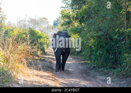 Elefant im Wald Stockfoto